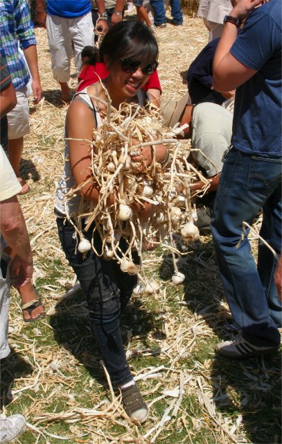 Knoflook graaien